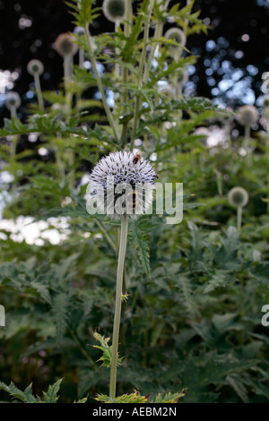 Hummeln auf einer einzigen Kugeldistel (Echinops ritro) im Sommer Stockfoto