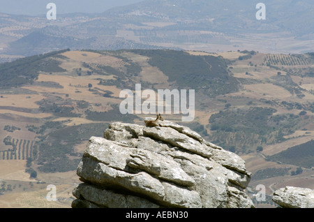 Ziege am auf den Felsen im La Sierra Del Torcal de Antequera National Park liegt im Zentrum der Provinz Málaga, Spanien Stockfoto