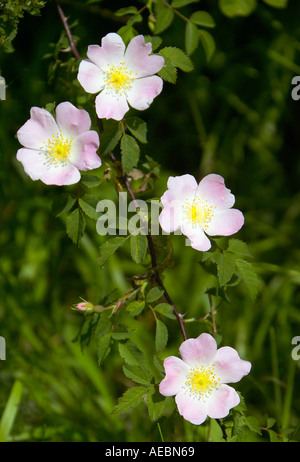 Rosa umrandet Hund Rosen (Rosa Canina) in voller Blüte in der englischen Landschaft. Sussex, England. Stockfoto