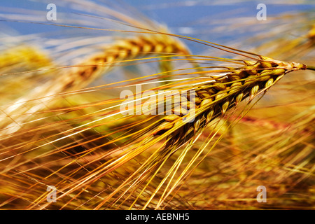 Nahaufnahme der Gerste (Hordeum Vulgare) wächst in einem Feld Stockfoto