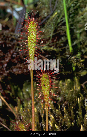 Große oder Englisch Sonnentau Drosera anglica Stockfoto