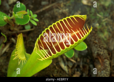 Venusfliegenfalle Dionaea Muscipula südöstlichen USA fotografiert im natürlichen Lebensraum Stockfoto