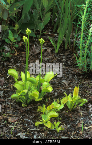 Venus Fliegenfalle Dionaea muscipula öffnen und in der Heimat geschlossen Traps, NC, USA fotografiert, von Bill Lea/Dembinsky Foto Assoc Stockfoto