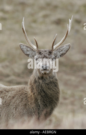 Rotwild-Hirsch in den schottischen Highlands Stockfoto
