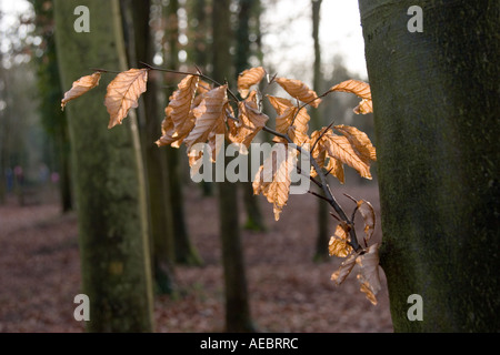Hinterleuchtete Winter Buche lässt in einen Buchenwald Stockfoto