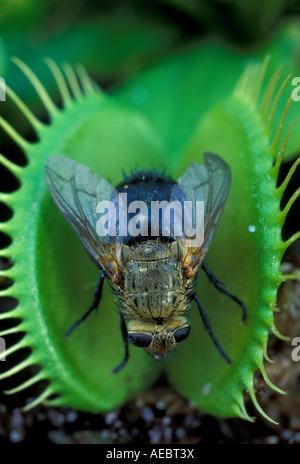 Venus Flytrap Dionaea muscipula mit eingeschlossener Fly North Carlonia Stockfoto