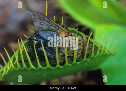 Venus Flytrap Dionaea muscipula mit eingeschlossener Fly North Carlonia Stockfoto