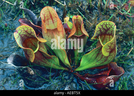 Fleischfressende nördlichen Schlauchpflanze Sarracenia Purpurea E Nordamerika Stockfoto