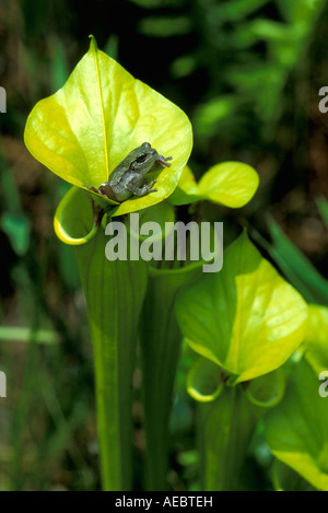 Carnivorous Plant Yellow Pitcher Plants (Sarracenia flava) with Tree Frog N Carolina USA, von Bill Lea/Dembinsky Photo Assoc Stockfoto