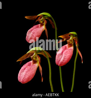 Drei Lady Slipper Blumen in Verona State Park auf schwarzen Hintergrund Stockfoto