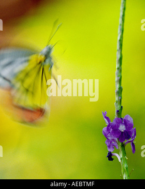 Gemeinsamen Isebel Schmetterling im Flug, Landung auf eine violette Blume Stockfoto
