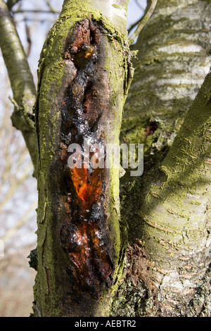 Klebrigem Harz Nässen aus dem Stamm eines Baumes Stockfoto