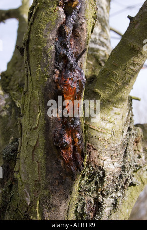 Klebrigem Harz Nässen aus dem Stamm eines Baumes Stockfoto