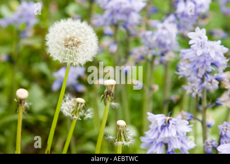 Löwenzahn-Uhr mit Glockenblumen im Hintergrund Stockfoto