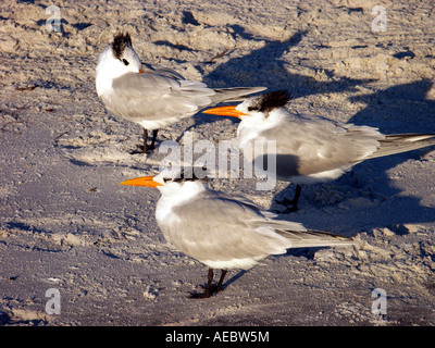 Königliche Seeschwalben - drei crested, nordamerikanischen Seevögel auf ein Florida-Strand bei Sonnenuntergang, gegossene lange Schatten. Stockfoto