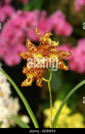 Miniatur-Orchidee bei Chelsea Flower Show 2007. Nahaufnahme von gold und braun Miniatur Orchidee, Gewinner der Goldmedaille beim FC Chelsea. Stockfoto