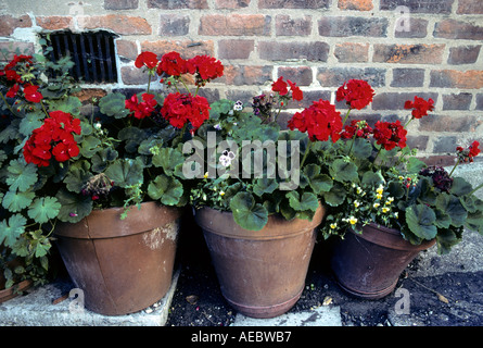 Rote Geranien Blumen in rot Tontöpfen gegen Mauer Stockfoto