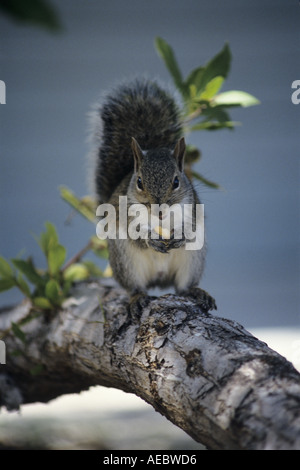Grauhörnchen Stockfoto