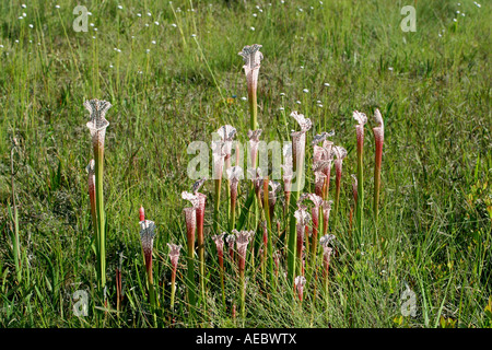 Fleischfressende weiß-Spitze Schlauchpflanze Sarracenia Leucophylla nasse Savanne Florida USA Stockfoto