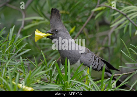 White-bellied Go away Vogel Blumen Essen Stockfoto