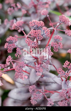 Sedum 'Purple Kaiser"bei RHS Garden Hyde Hall Essex UK Stockfoto