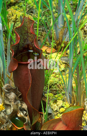 Fleischfressende nördlichen Kannenpflanze Sarracenia purpurea E Nordamerika, von Bill Lea/Dembinsky Foto Assoc Stockfoto