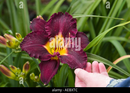 Hemerocallis Bela Lugosi die Taglilien bei RHS Garden Hyde Hall Essex UK Stockfoto