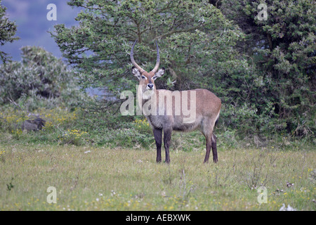 Defassa-Wasserbock Stockfoto