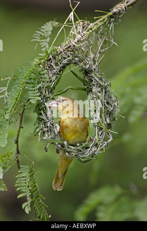 Weibliche schwarze Leitung Weaver Nestbau Stockfoto