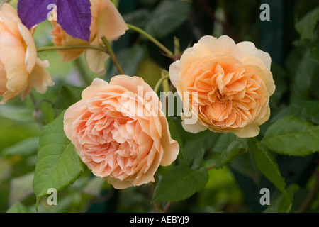 Rose Rosa Kronprinzessin Margareta "Auswinter" an der RHS Garden Hyde Hall Essex UK Stockfoto