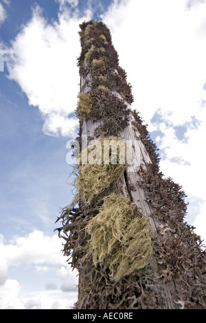 Isländisch Moos und alten Mannes Bart wachsen auf eine Holzstange. Flechten (Cetraria Islandica et Usnea Barbata) Poussant Sur un Poteau Stockfoto