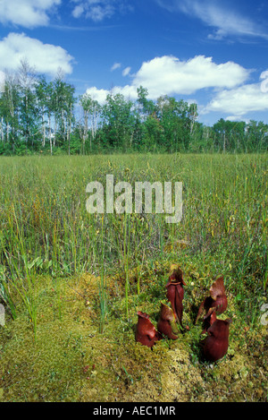 Fleischfressende nördlichen Kannenpflanze Sarracenia purpurea in Sphagnum Moos bog Norden der USA, die von Bill Lea/Dembinsky Foto Assoc Stockfoto