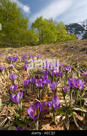 Wilde Krokusse (Crocus sp) im Naturschutzgebiet des Chaudefour-Tals (Frankreich). Crocus Sauvages Dans la Réserve de Chaudefour. Stockfoto