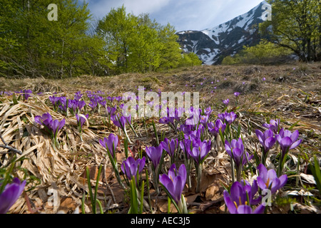 Wilde Krokusse (Crocus sp) im Naturschutzgebiet des Chaudefour-Tals (Frankreich). Crocus Sauvages Dans la Réserve de Chaudefour. Stockfoto