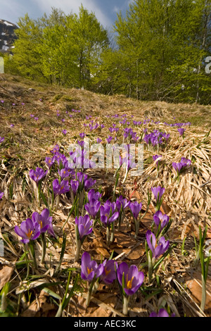 Wilde Krokusse (Crocus sp) im Naturschutzgebiet des Chaudefour-Tals (Frankreich). Crocus Sauvages Dans la Réserve de Chaudefour. Stockfoto