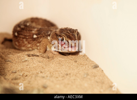 Junger Riesengrund Gecko (Chondrodactylus angulifer) leckt sein Auge mit langer Zunge Stockfoto