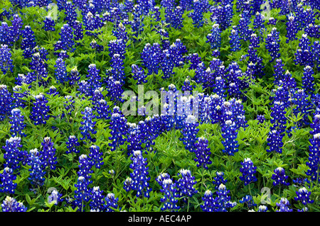 Full-Frameansicht Texas Bluebonnets in der Nähe von Ennis, Texas, USA. Stockfoto