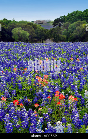 Ein Feld von Texas Bluebonnets und Indian Paintbrush in einem Feld in der Nähe von Ennis Texas USA Stockfoto