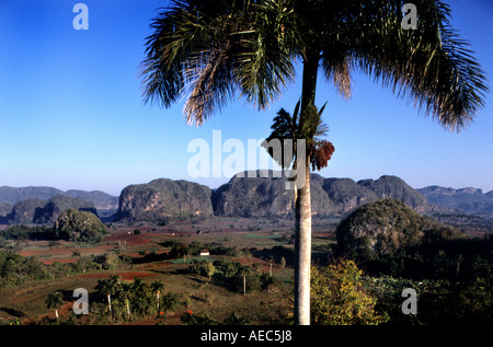 Pinar de Rio Kuba kubanischen Tabak Landwirtschaft Bauernhof Zigarre Zigarren Plantage Stockfoto