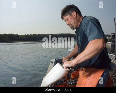 Quahoger Shellfisherman David Middleton an Arbeit Rechen für Muscheln in Narragansett Bay aus Rhode Island Stockfoto