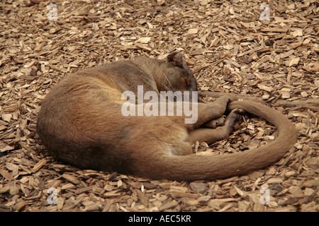 Fossa (Cryptoprocta Ferox) zusammengerollt schlafend auf dem Boden Stockfoto