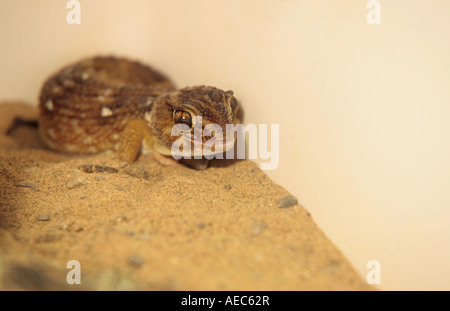 Junge Riesen Boden Gecko (Chondrodactylus Angulifer) in Gefangenschaft gezüchtet Stockfoto