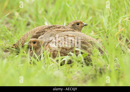 Englische Rebhühnern Perdix Perdix männliche und weibliche auf Feld Landzunge Norfolk England Stockfoto