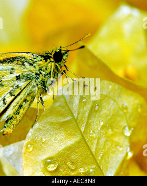 Aufnahme eines Skippers auf gelbe Bogainvilla Blüten Nahaufnahme Stockfoto