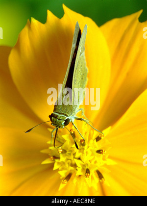 Indischen Palm Bob, Suastus Gremius; Skipper; Hesperidae; Erwachsenen; saugen Nektar aus einer gelben Blume; Ansicht von oben; Nahaufnahme Schuss Stockfoto