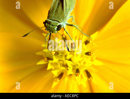 Indischen Palm Bob, Suastus Gremius; Skipper; Hesperidae; Erwachsenen; saugen Nektar aus einer gelben Blume; Ansicht von oben; Nahaufnahme Schuss Stockfoto