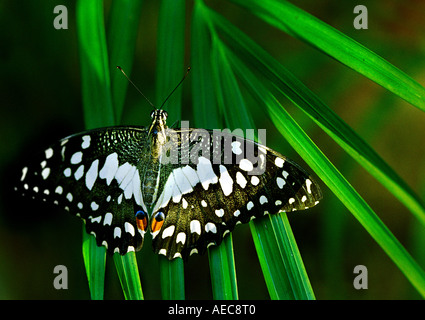 Lime Butterfly: Papilionidae, Papilio Demoleus Erwachsenen ruht auf grünen Palmwedel im Morgenlicht Stockfoto
