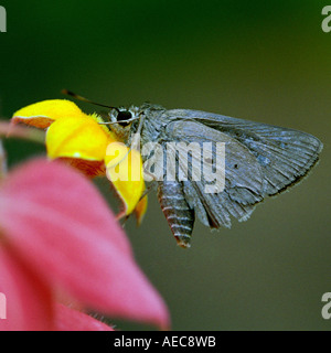 Indischen Palm Bob, Suastus Gremius; Skipper; Hesperidae; Erwachsenen; Seitenansicht; saugen Nektar aus einer Blume gelb mussaenda Stockfoto