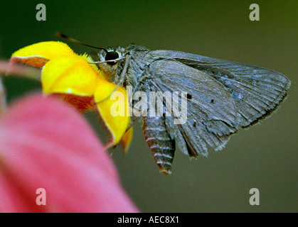 Indischen Palm Bob, Suastus Gremius; Skipper; Hesperidae; Erwachsenen; Seitenansicht; saugen Nektar aus einer Blume gelb mussaenda Stockfoto