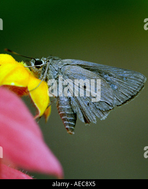 Indischen Palm Bob, Suastus Gremius; Skipper; Hesperidae; Erwachsenen; Seitenansicht; saugen Nektar aus einer Blume gelb mussaenda Stockfoto
